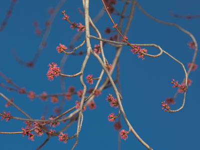 Look up:  spring is in the air.  I`ll be sneezing soon.