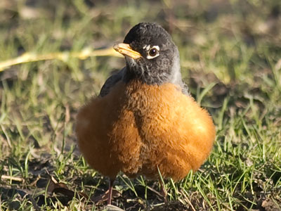 They`re constantly hunting for food.  But they can FLY!