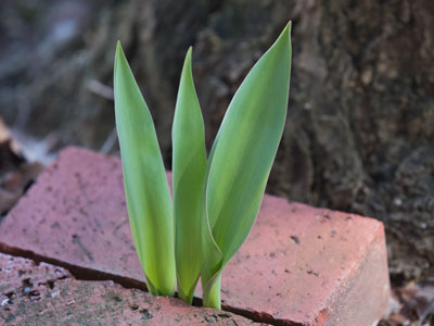 Nothing can stop spring.