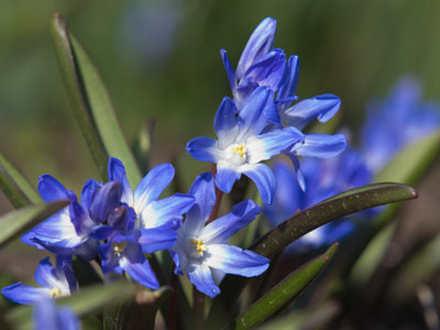 As I pointed my massive camera and took a picture of these flowers, some lady asked `What are you doing?`