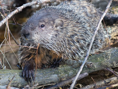 This shot is a bit better than my last photo of a beaver (see March 11, 2008).