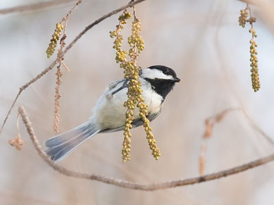 I was happy about the beaver photo, then I got this.