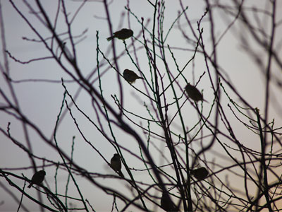 `No more birds,` I said.