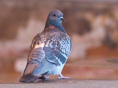 It`s all birds from here on in today.