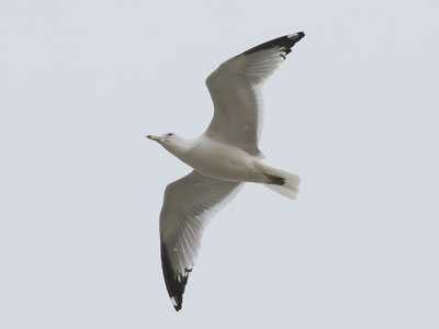 Gull with snowflakes.