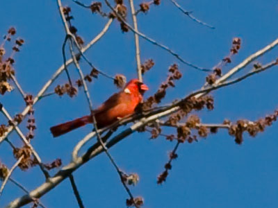 Cardinals are singing their spring song now.