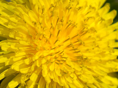 Dandelions are a sign of spring, just like flowers.