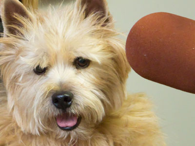 Willy wants you to donate to Discover Classical!