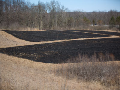It looks like I missed the prairie burn this year.