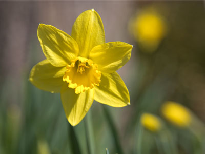I could tell that these daffodils had been frozen at night.