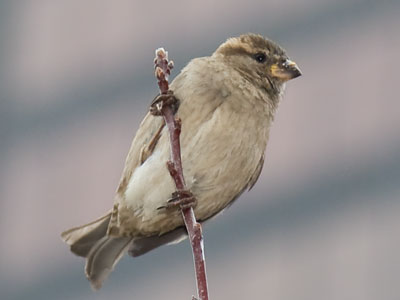 Big bird about town.