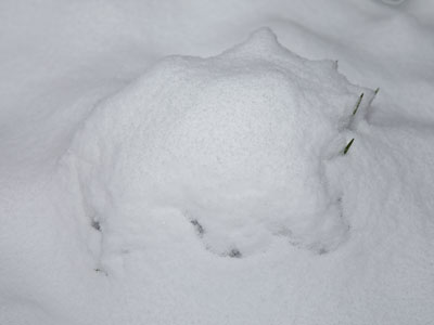 The current status of the little purple flowers in front of my house (see March 11 above).