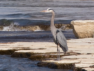 I`ve yet to see a heron catch a fish.