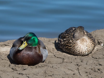 Mud, mud, glorious mud!  There`s nothing quite like it for soothing the blood.  MICHAEL FLANDERS AND DONALD SWANN