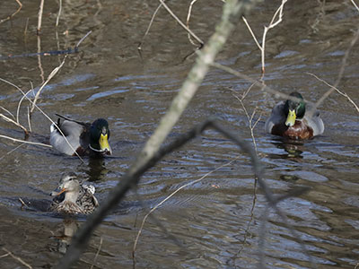 With five males and one female, she was popular.