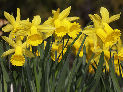 I hope these flowers can avoid being snowed on.