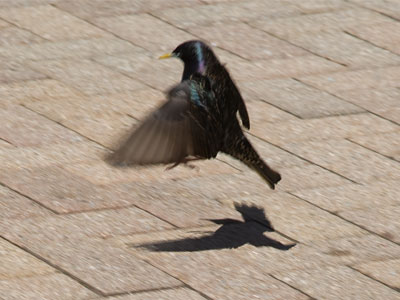 Still trying to perfect the moonwalk (see June 29, 2009).