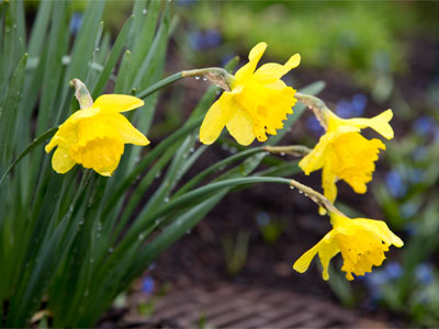 The rain to the wind said, `You push and I`ll pelt.` They so smote the garden bed that the flowers actually knelt.  ROBERT FROST.