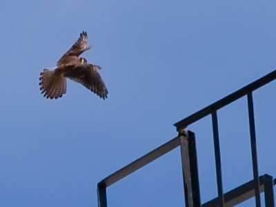 The frantic screeching of this falcon led me in an unfamiliar direction, where I got some unusual photos.