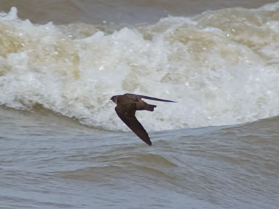 A swallow skims the rough seas hunting for insects.