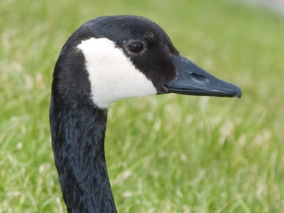 The less maneuverable goose eats bugs in the grass.