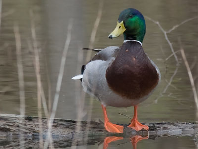 Be proud:  orange feet, green head, yellow bill.