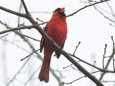 Today was cold, but he was singing his springtime song.