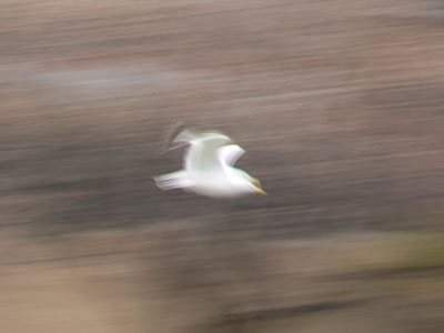 Everyone should have a gull in life.