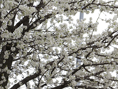 Snowflakes or spring blooms?  It`s hard to tell.