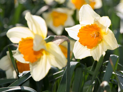 They seem to be surviving the snow all right.