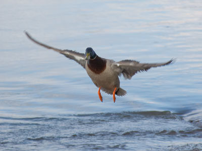 What would I do if I couldn`t take pictures of birds?