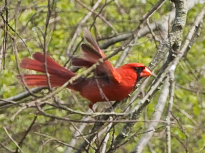 Three male cardinals were in the same tree, so there was a lot of aggressive posturing.