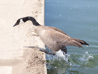 Aphrodite Emerging from Her Bath.