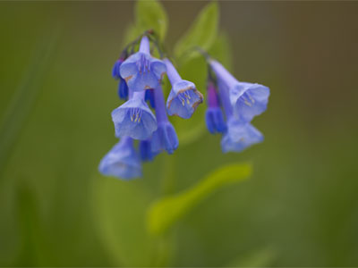 Softly, as in a morning sunrise.  OSCAR HAMMERSTEIN II