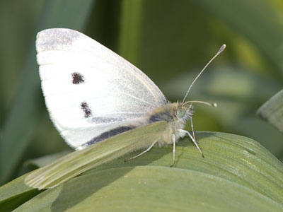I saw butterflies today for the first time this spring.