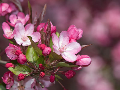 Like a bee, I wanted to stick my nose in it.