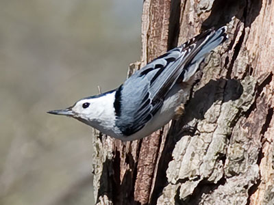 The white-breasted nuthatch is an uptight little bird.