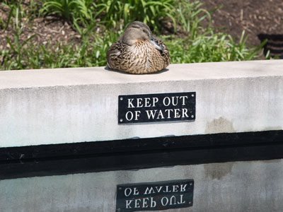 I didn`t know ducks could read.