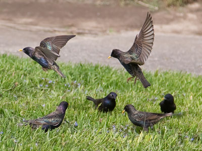 Grackles and starlings overcome their differences to plot the overthrow of humans (see December 12, 2016).