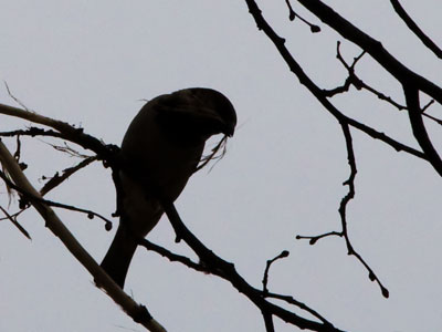 It`s nest-building season.