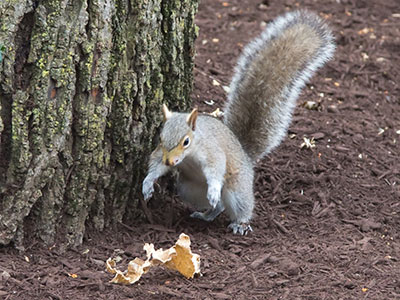 For a long time, I watched a young squirrel having fun playing with toys, like this leaf and pieces of mulch.