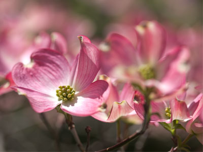 After some uncertainty, I think spring is finally here.