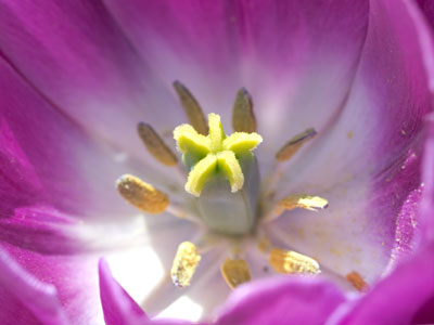 Close encounters with a tulip.