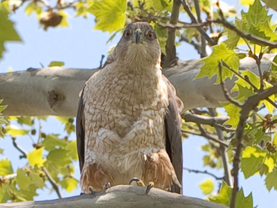 Watch out squirrels (see April 18, 2018).