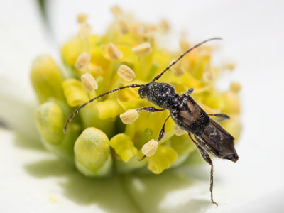 Make pollen while the sun shines.