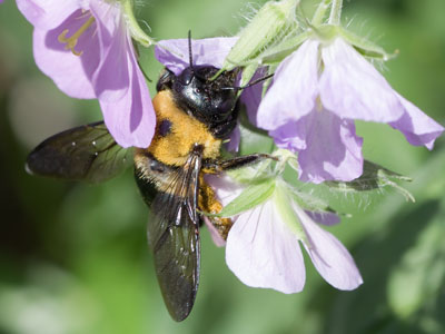 The bee was much heavier than the flowers, so it would land on a petal and hang on as the whole thing dropped.