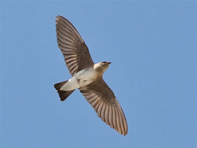 I`m guessing it`s a Northern Rough-winged Swallow.  There were lots of them swooping all around me.