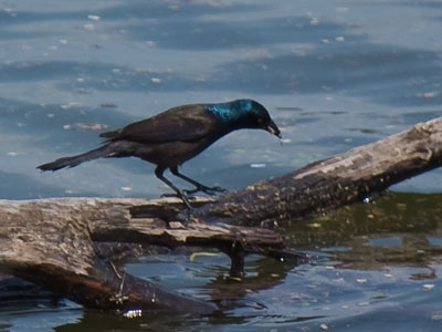 A grackle trying to be a waterfowl.