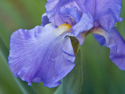 Irises have popped.