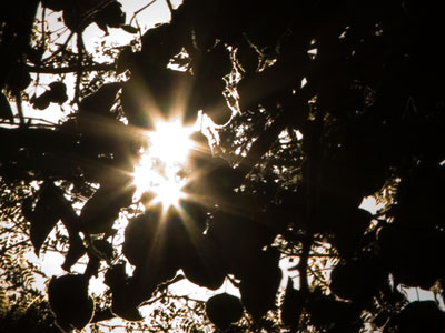 Have you met my friend Sunny?